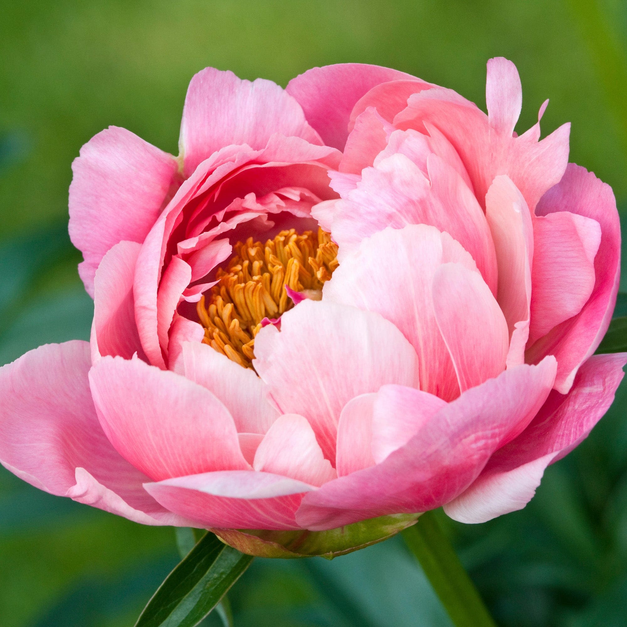 Pæon 'Coral Charm'